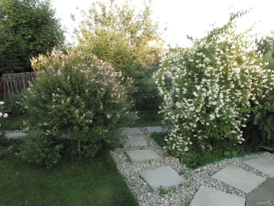 Фото чубушника в саду