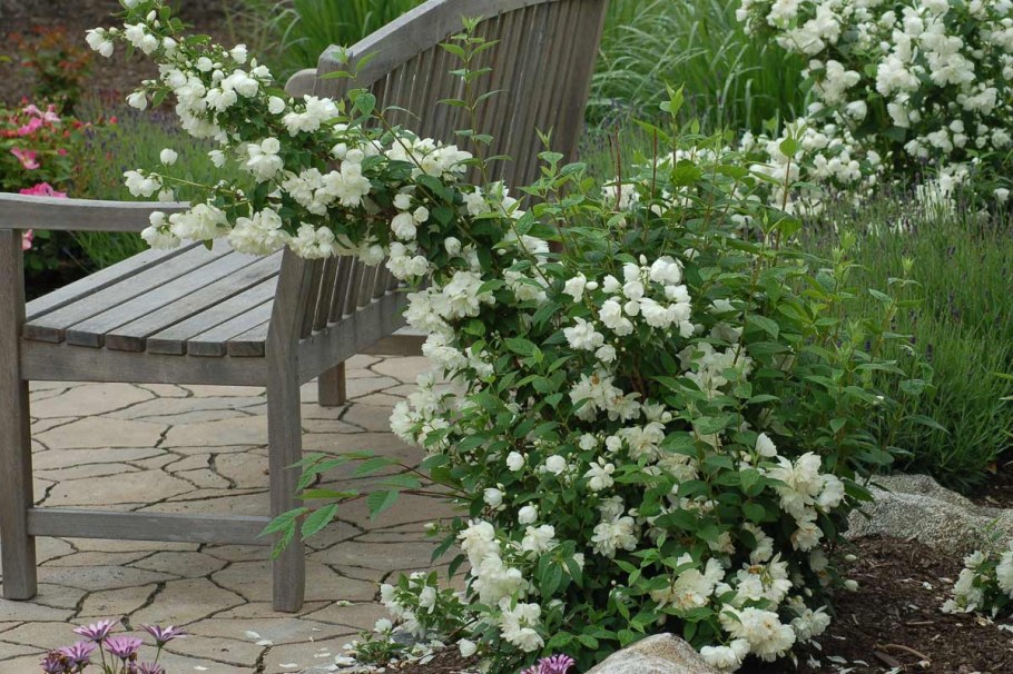 Чубушник и Жасмин спирея