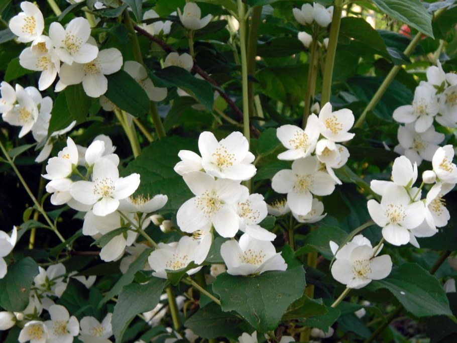 Чубушник воздушный десант