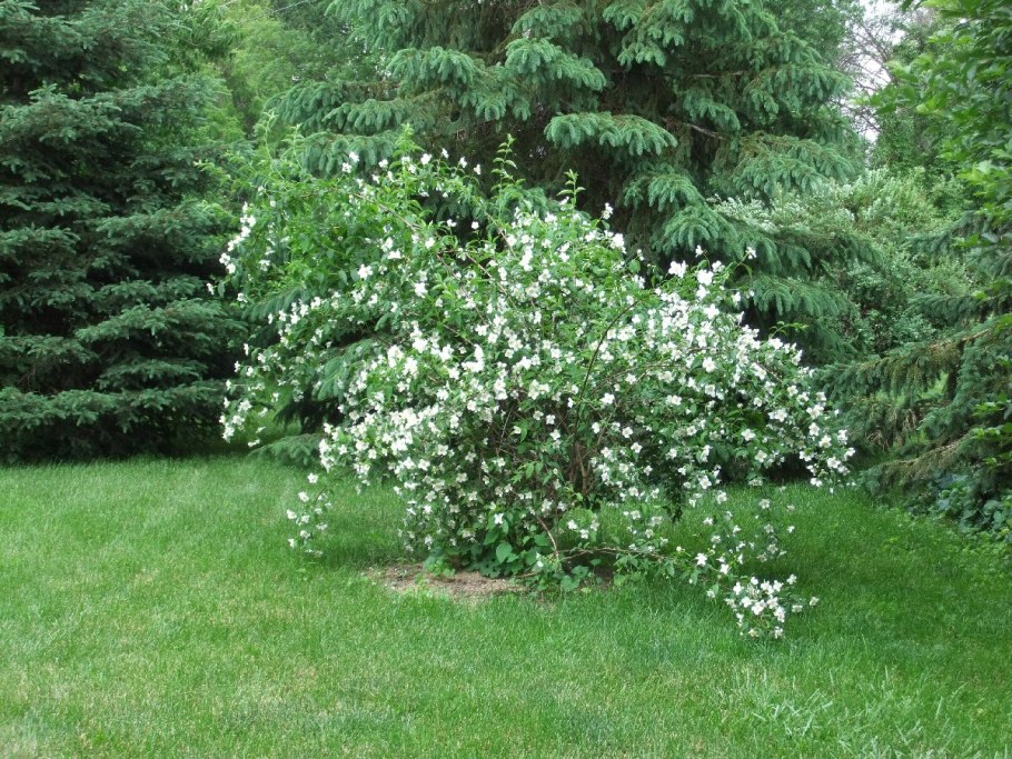 Калина бульденеж куст