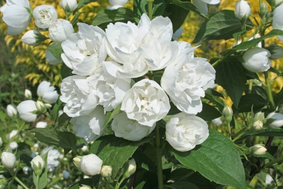 Чубушник Инносенс