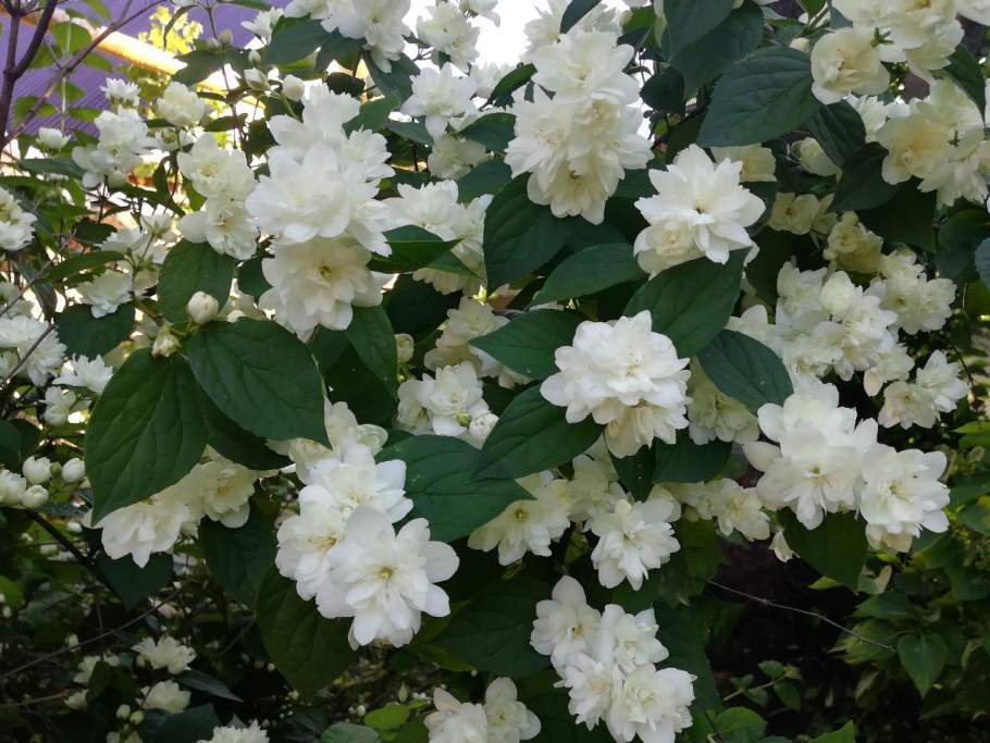 Калифорнийский Жасмин цветок