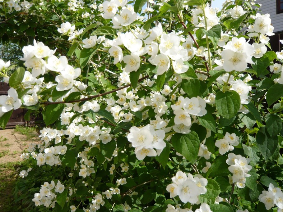 Чубушник гибридный