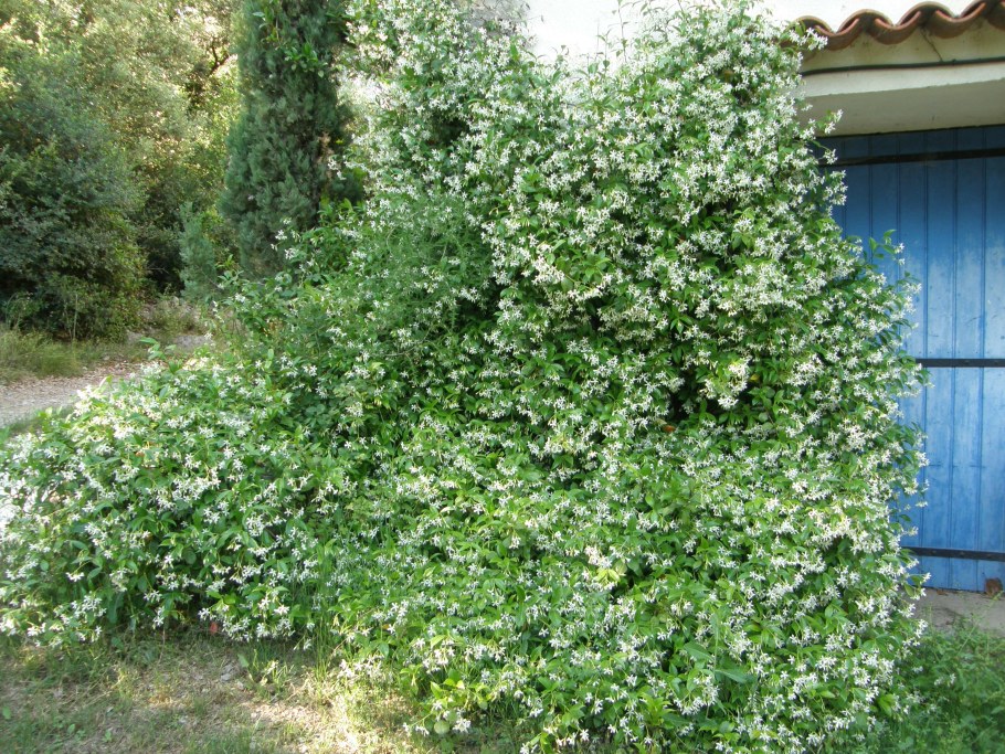 Миксбордер вейгела, Жасмин