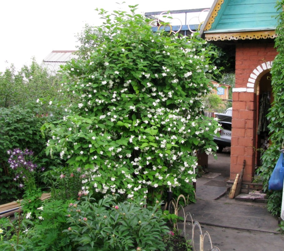 Жасмин чубушник изгородь