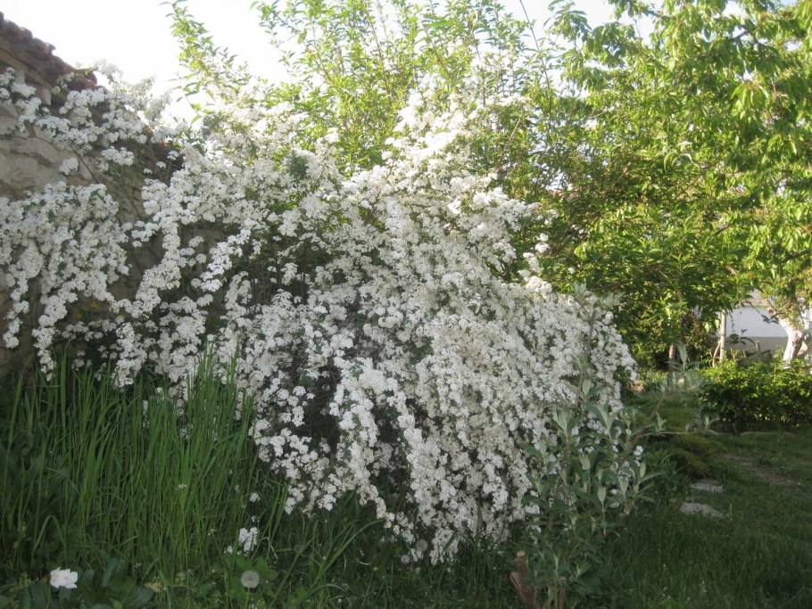 Чубушник Снежная красавица