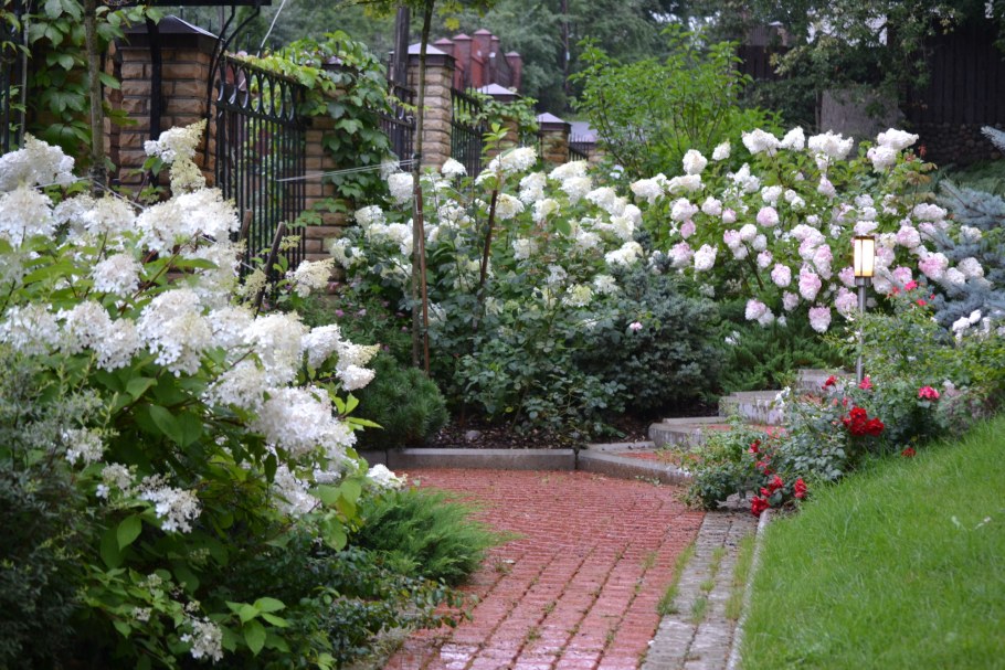 Миксбордер с гортензией метельчатой