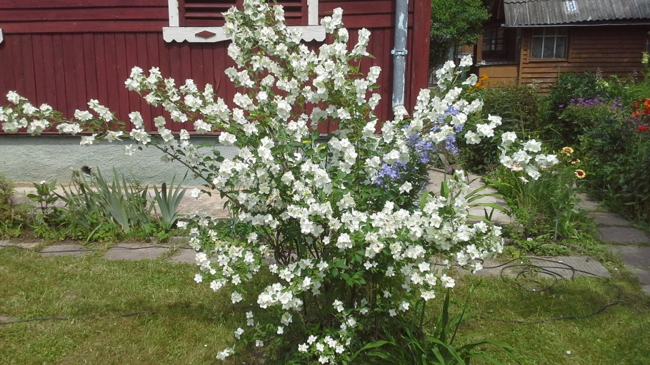 Гортензия спирея чубушник