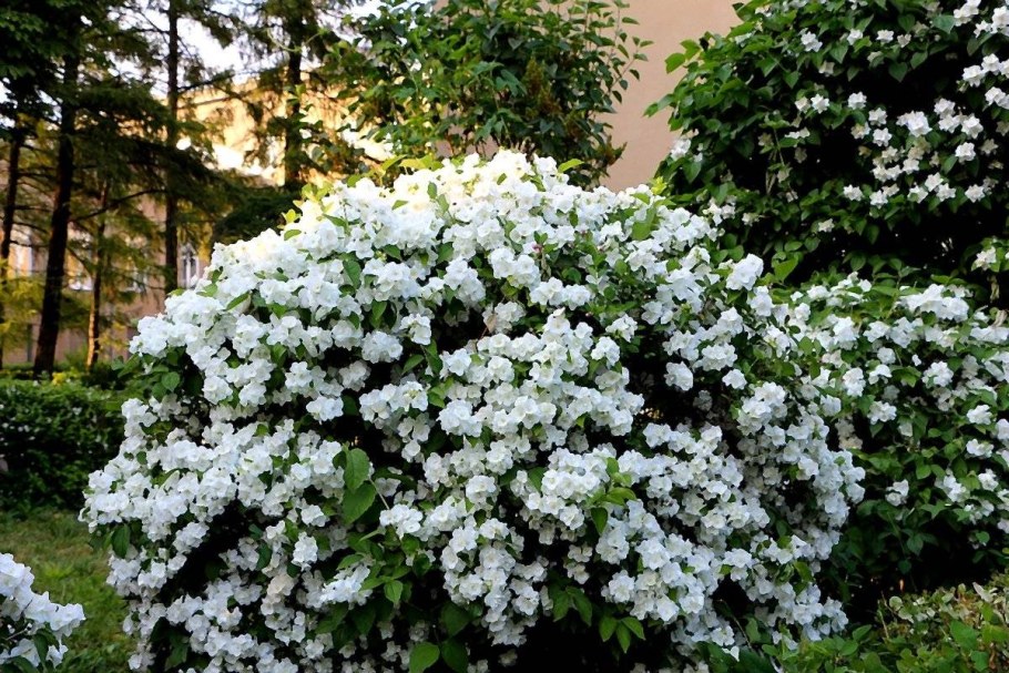 Гортензия кустарник чубушник