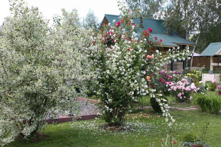 Сирень дерен чубушник