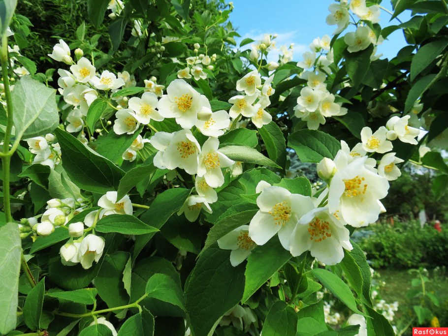 Спирея дейция