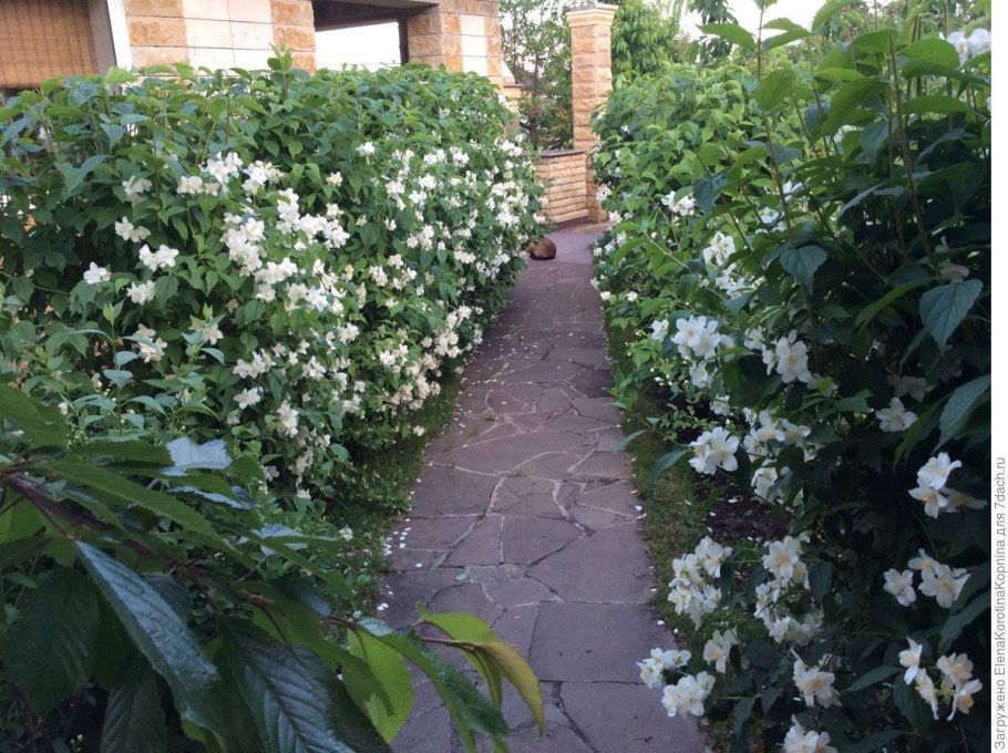 Чубушник венечный Живая изгородь