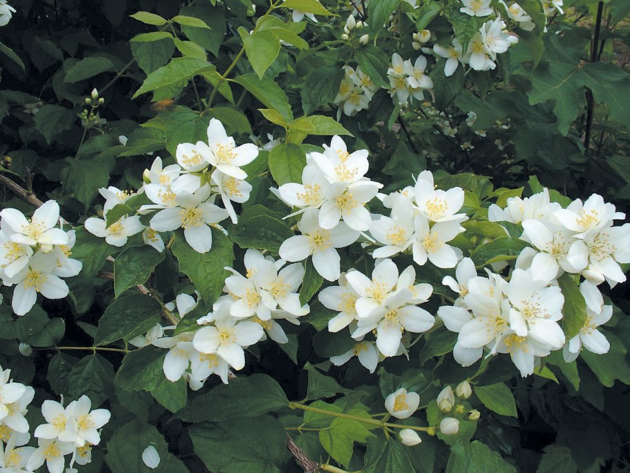 Жасмин (чубушник) на даче