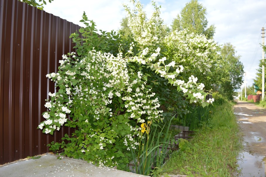 Чубушник (Жасмин) вьющийся