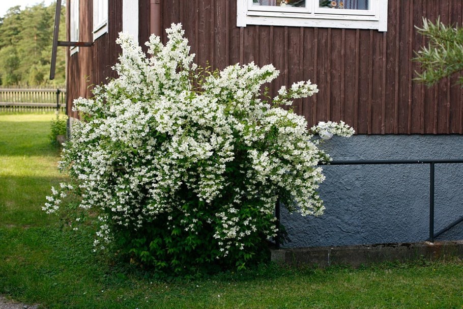 Дерен/ гортензия и спирея