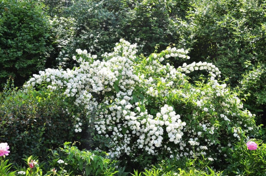 Жасмин на даче