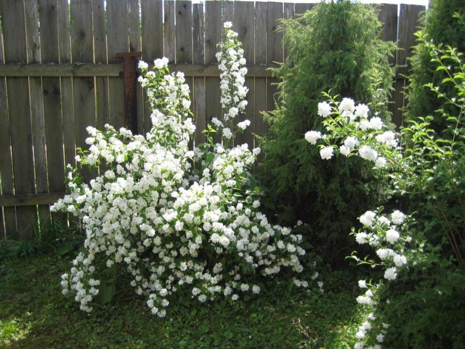 Гортензия спирея чубушник