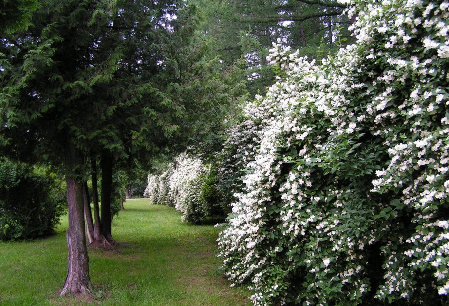 Жасмин-чубушник Филадельфия