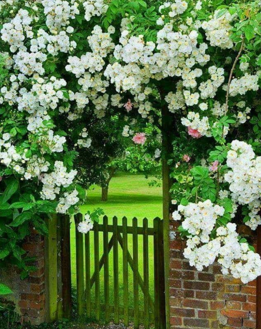 Сирень дерен чубушник