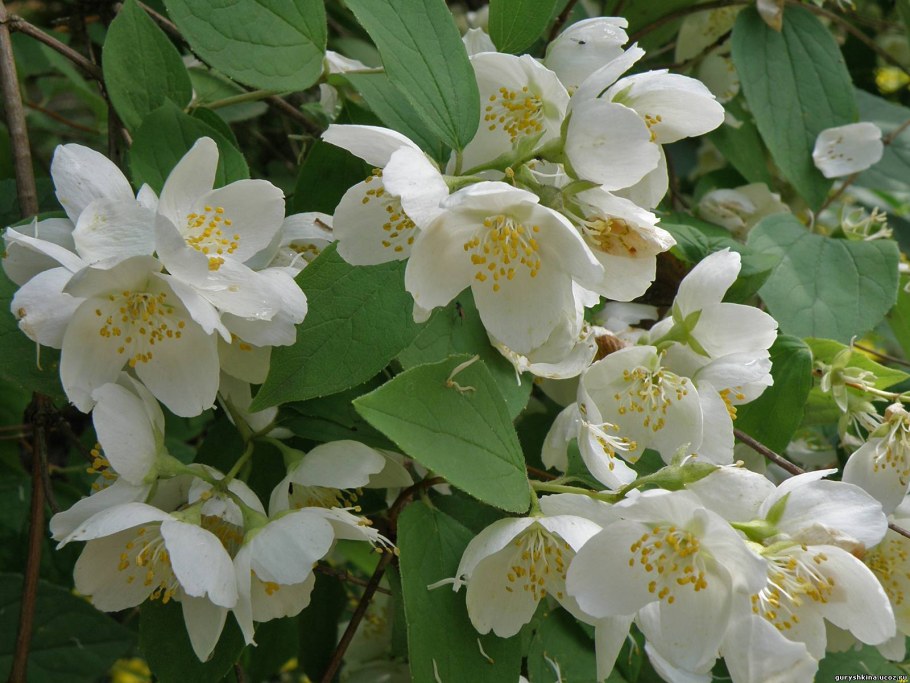 Чубушник венечный махровый