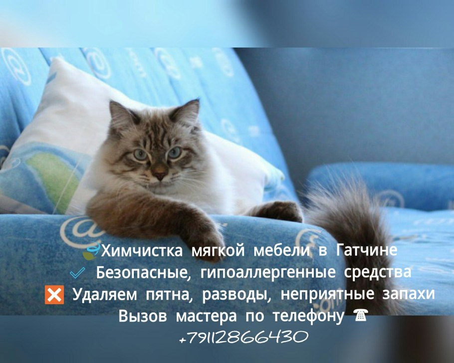 Котоматрица диван