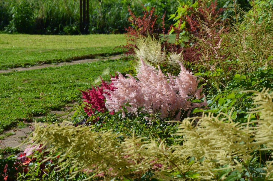 Тенелюбивые растения Хоста астильбы