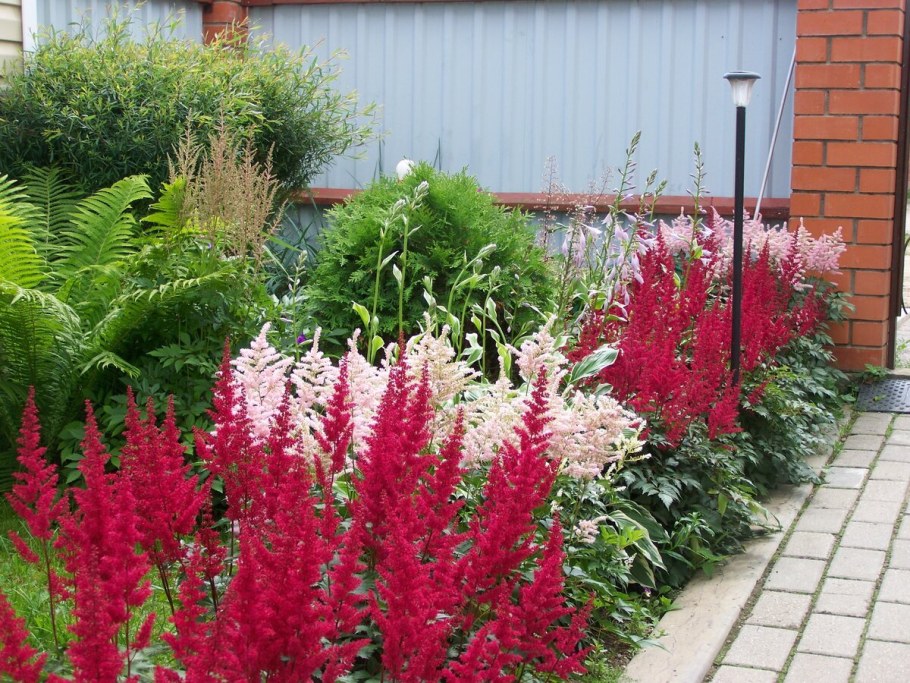 Астильба Давида Astilbe davidii