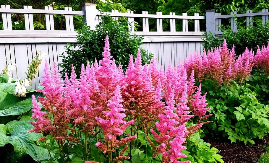 Астильба Younique Silvery Pink