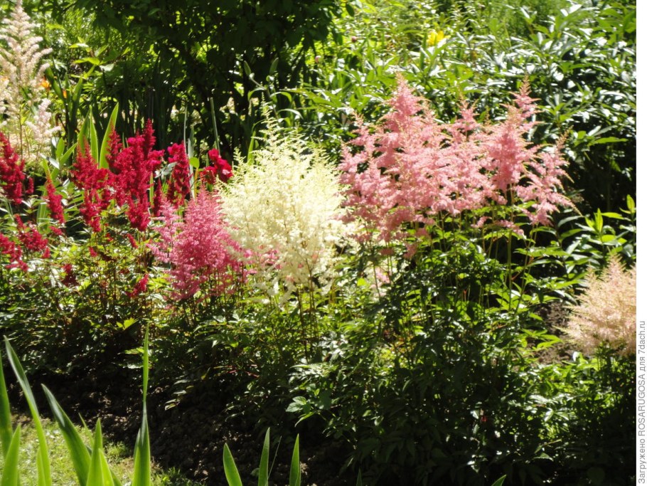 Клумба Хоста и астильба