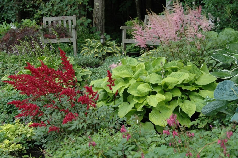 Хоста астильба Брунера