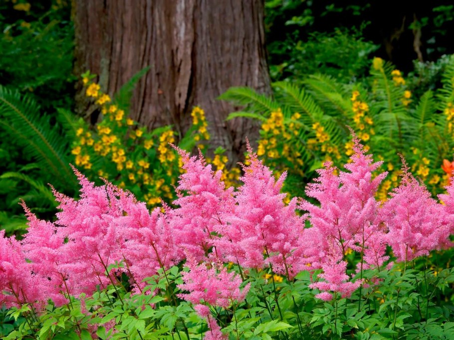 Гортензия и астильба