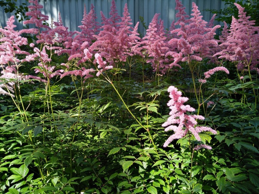 Волжанка Арункус Диоикус с люпином