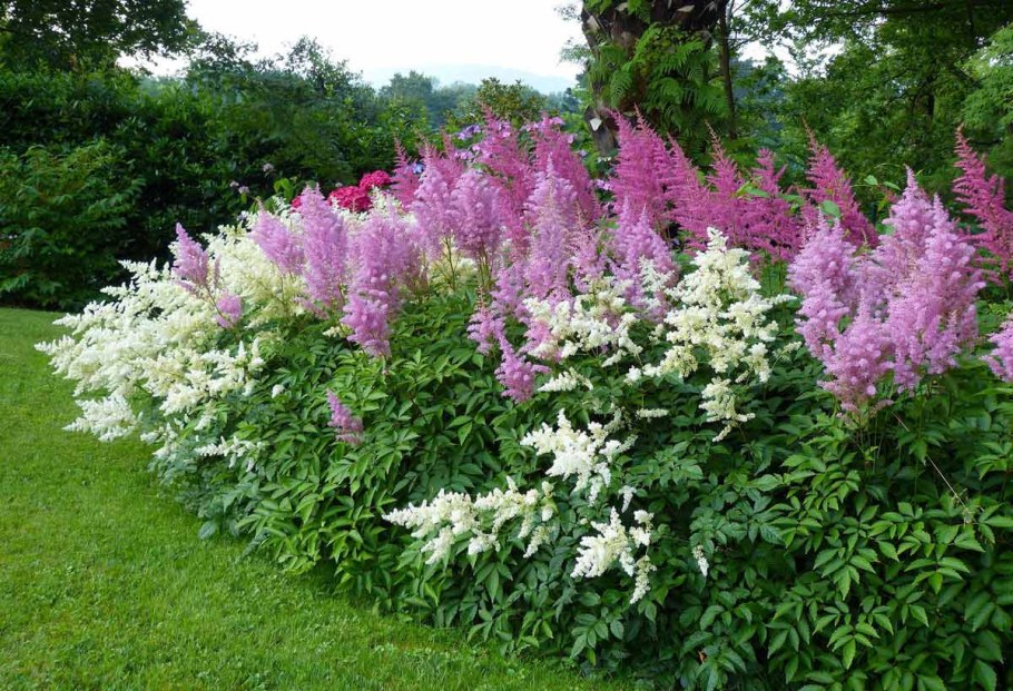 Астильба Хоста миксбордер