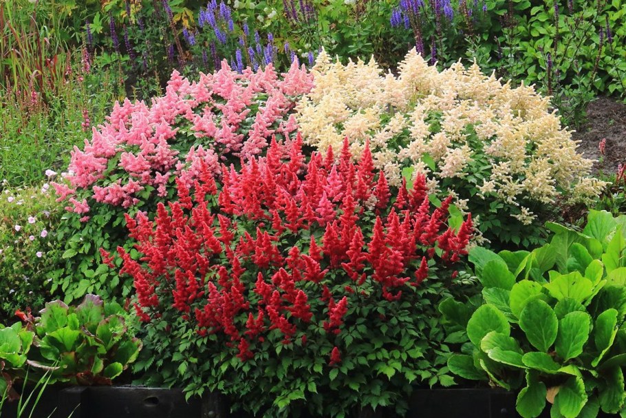 Амарант астильба дербенник