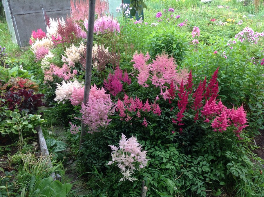 Гортензия астильба Хоста