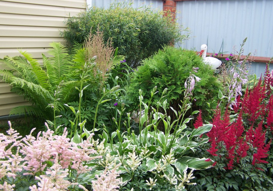 Бузульник Хоста астильба