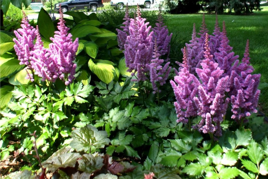 Астильба Queen Alexandra