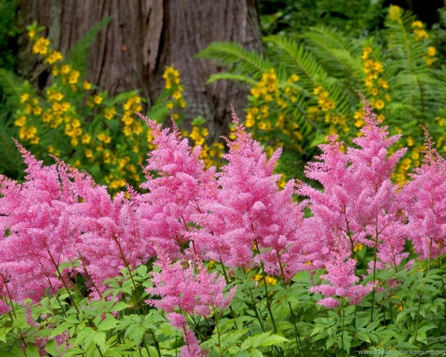 Многолетники /Хоста, астильба, Аквилегия, Флокс/