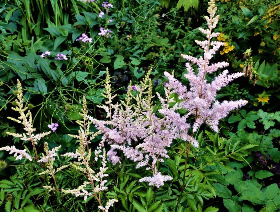 Астильба гиацинт