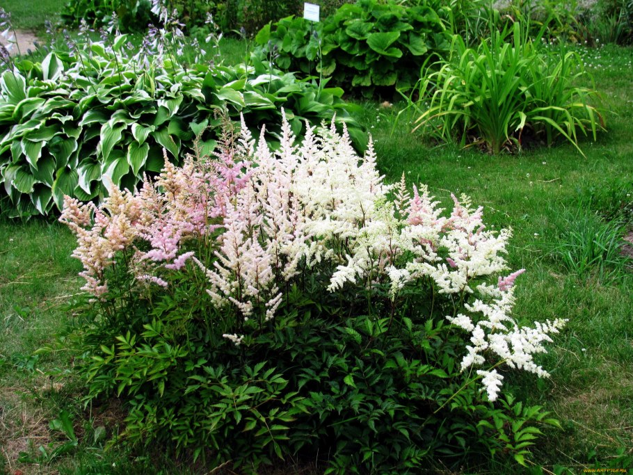 Астильба вандерфул Дэй