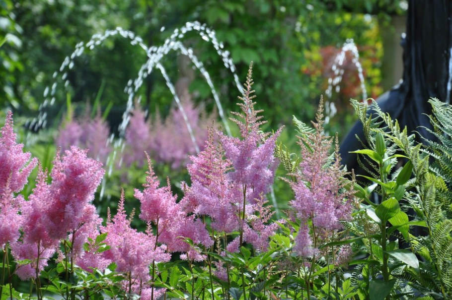 Клумба Волжанка астильба Хоста
