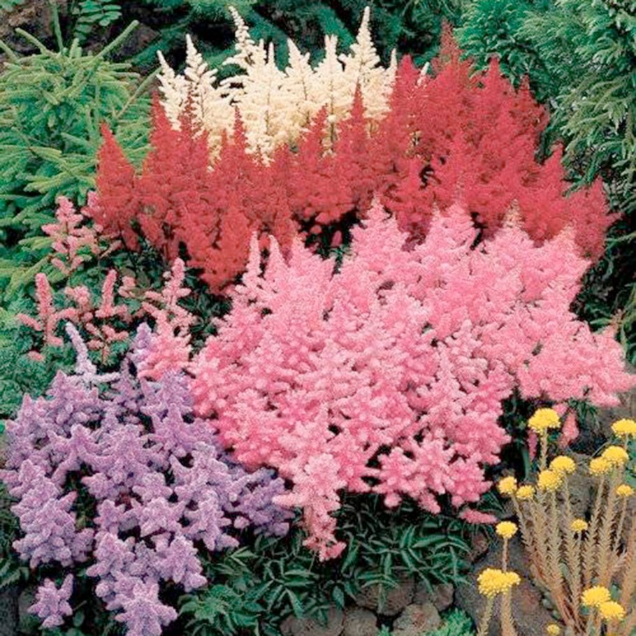 Астильба Пич блоссом