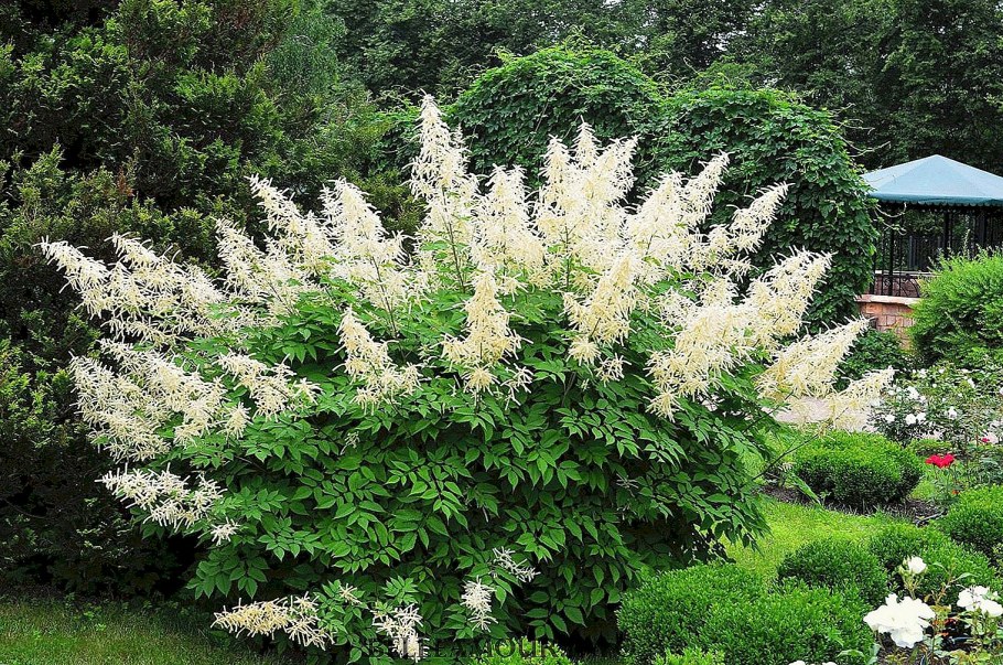 Рокарий бузульник, Хоста, астильба, гейхера, Очиток, примула