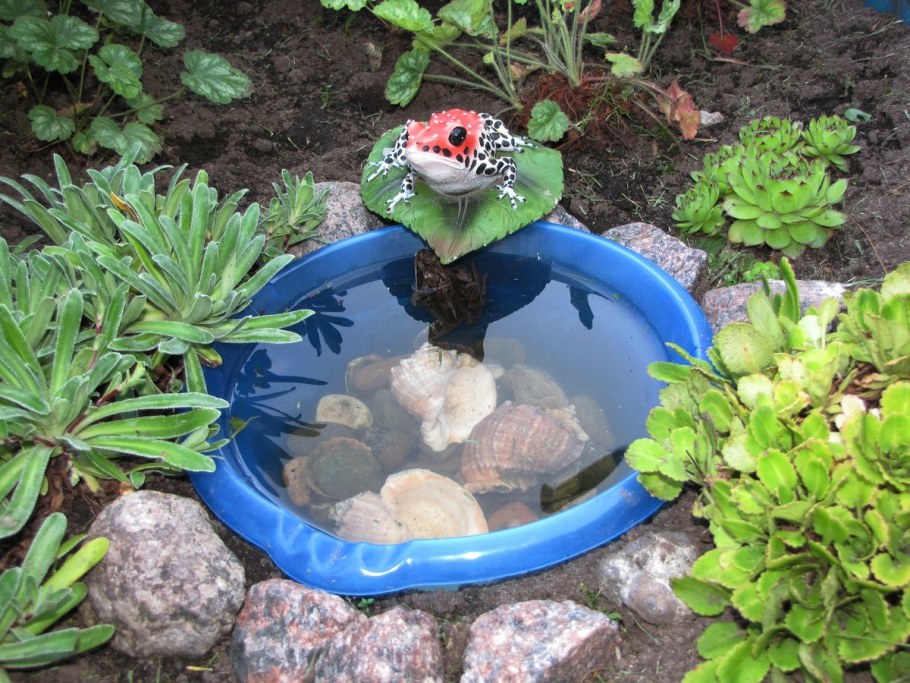 Искусственный пруд на даче из тазика
