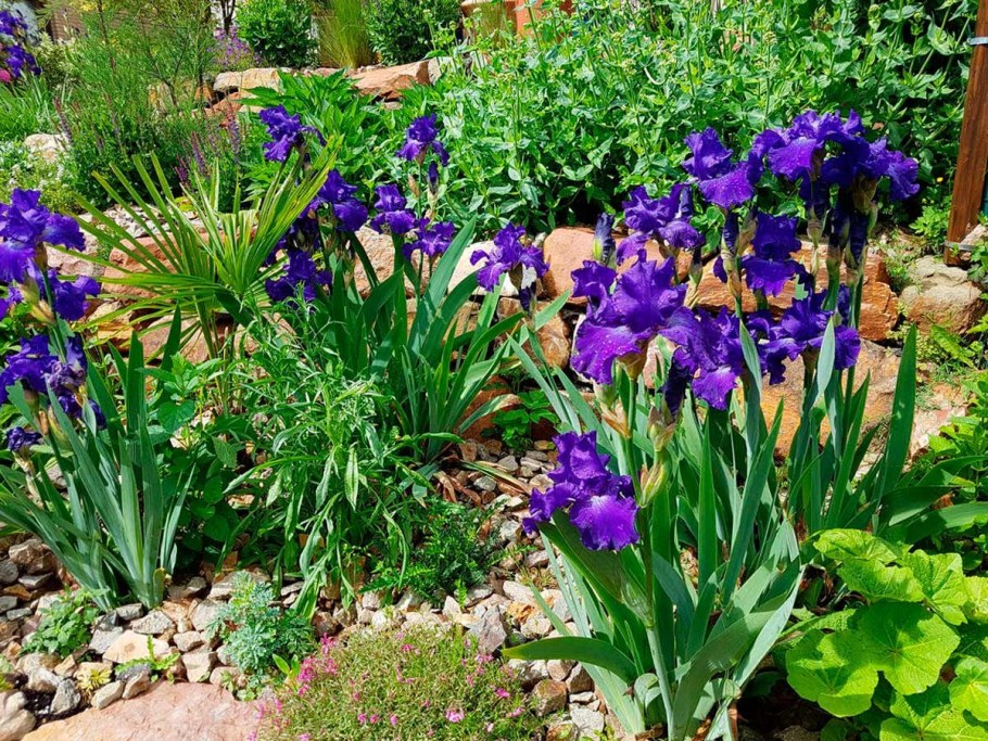 Ирис примула цветник