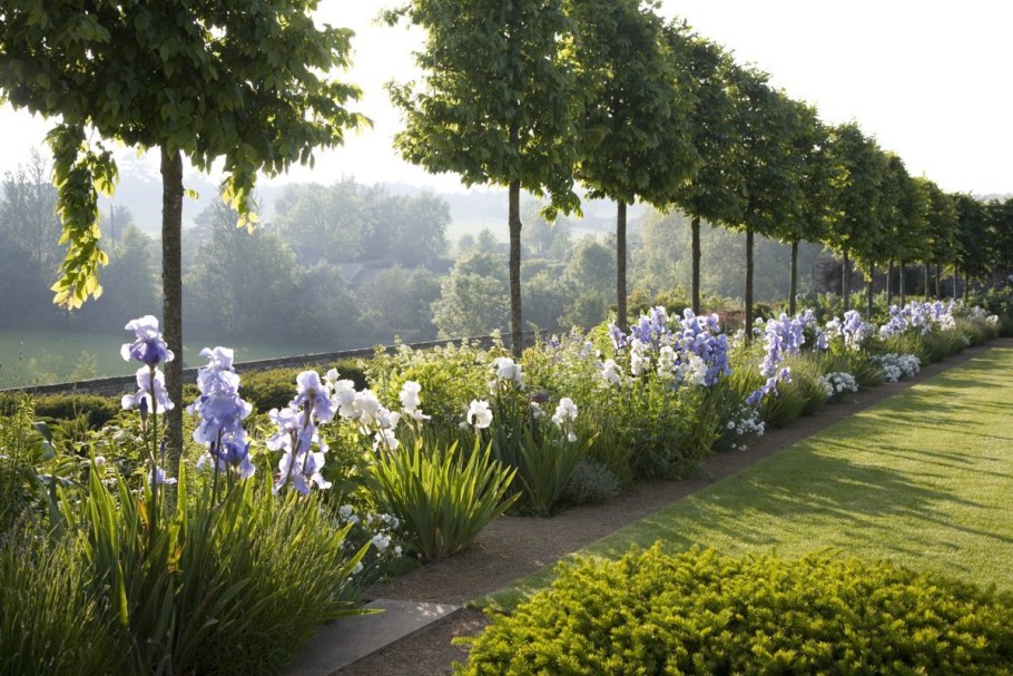 Ирисы миксбордер английский сад