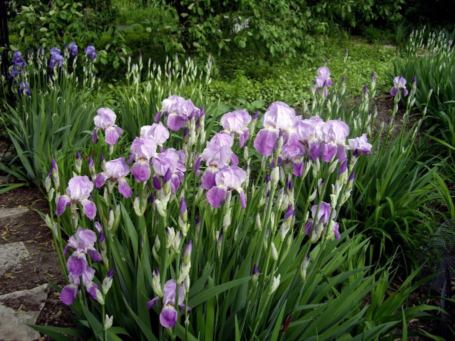 Ирис гибридный