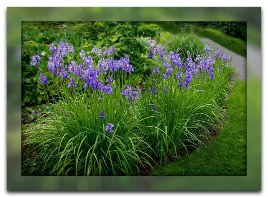 Ирисы бородатые клумба