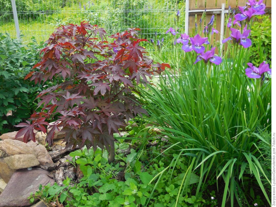 Дерен и ирисы сочетание