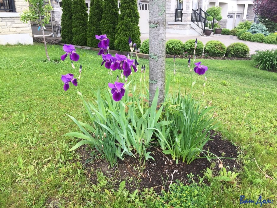 Миксбордер лилейник ирисы